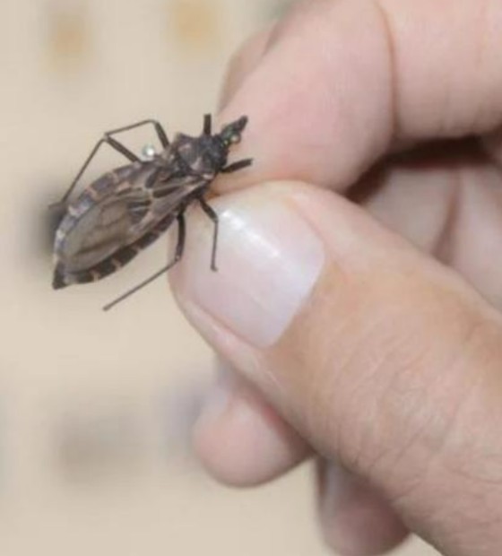 Após quatro casos da Doença de Chagas, Vigia intensifica ações de prevenção e controle