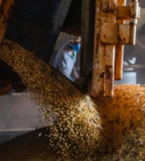 A força do agro: produção brasileira de grãos deve aumentar apesar do El Niño