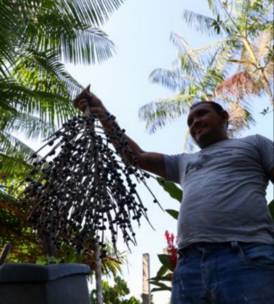 Governo do Estado acompanha projetos de industrialização do açaí e outras frutas no Pará