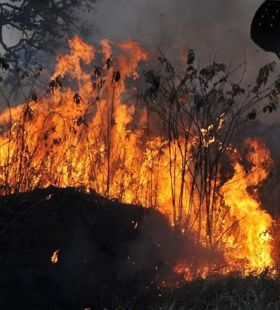 Combate às queimadas no Amazonas resulta em R$ 2 milhões em multas do Ibama