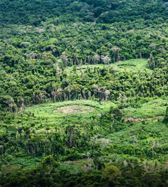 Plataforma pan-amazônica reúne 232 políticas públicas para bioeconomia