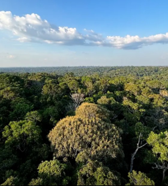 Mudanças Climáticas: Amazônia e Cerrado evitaram emissões equivalentes às do Japão